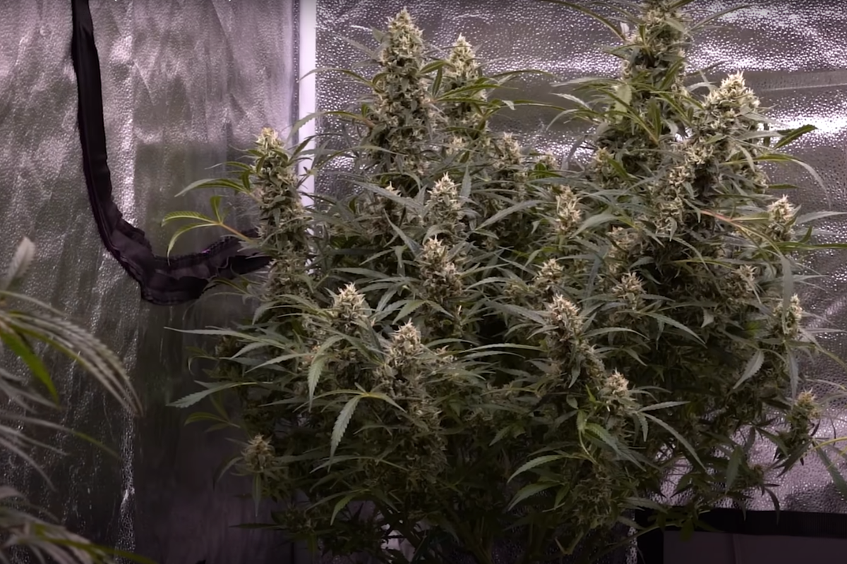 Cannabis plants in a grow box