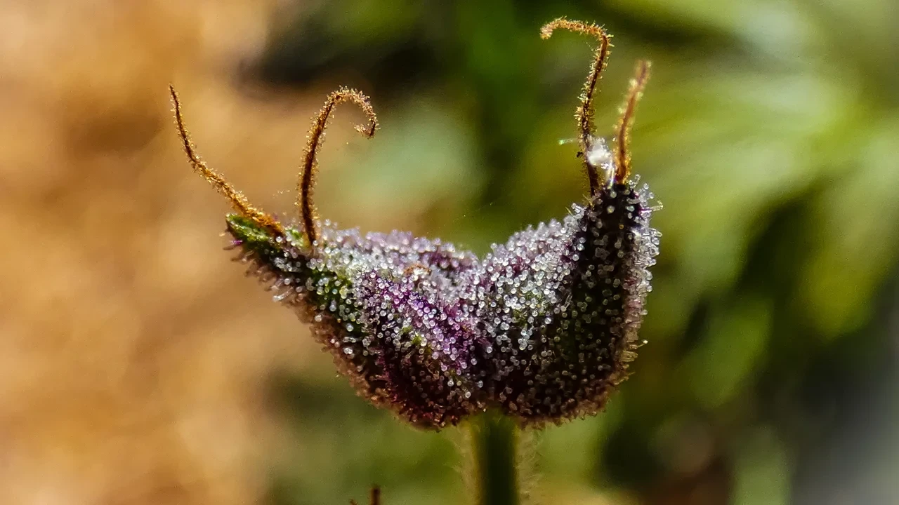 The calyx is the teardrop-shaped plant shell that contains the seeds