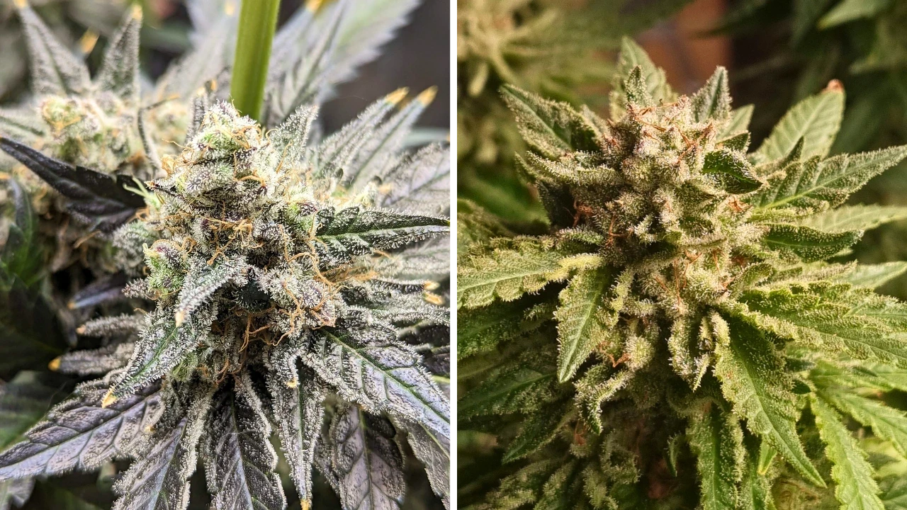 Do-si-Dos from WeedSeedsExpress grown by Theia and Ned_Schneebly on Growdiaries