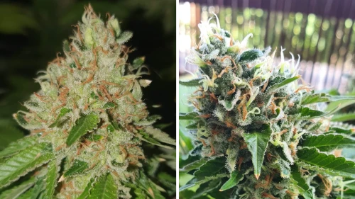 Gorilla Glue from WeedSeedsExpress grown by SCHurricane and julian100614 on Growdiaries