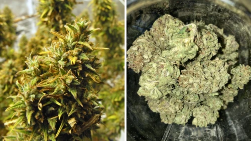 9 of The Rarest Cannabis Strains on The Planet! - WSE USA