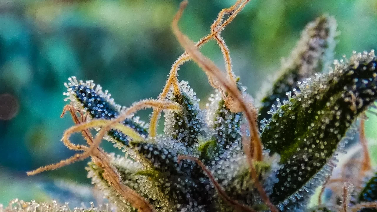 Pistils first come out as white but turn yellow, orange, red or brown as the plant matures