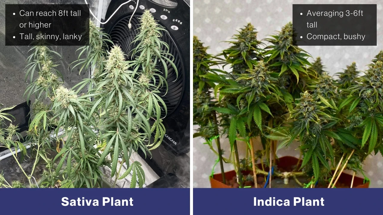 weedseedsexpress-sativa-vs-indica-height-comparison