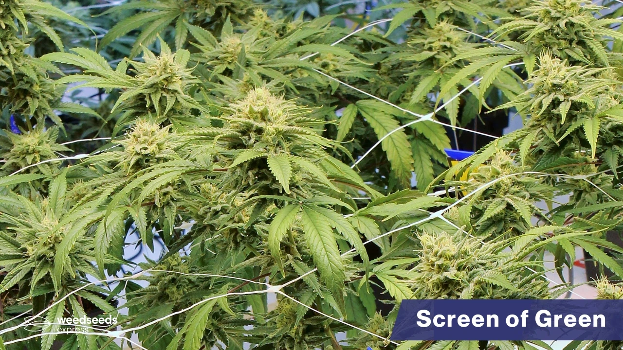 weedseedsexpress-screen-of-green
