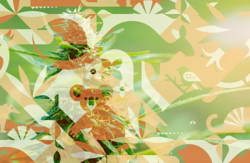 Top 10 Best Australian Weed Strains to Grow - 2023 UPDATE