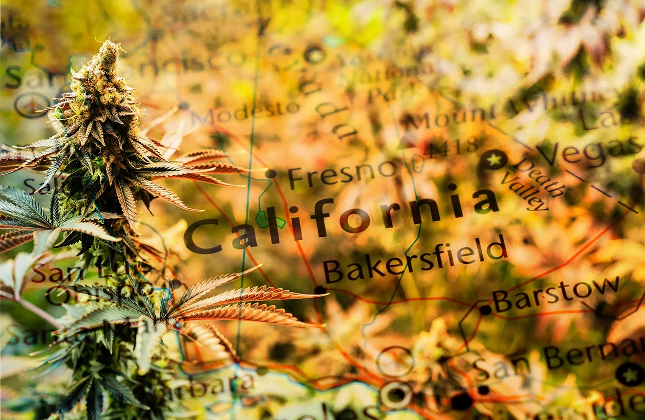 Top 5 Best Autoflower Seeds in California to grow - 2023 UPDATE