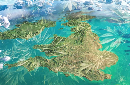 Autoflower Seeds UK for Outdoor Top 10 2023 UPDATE