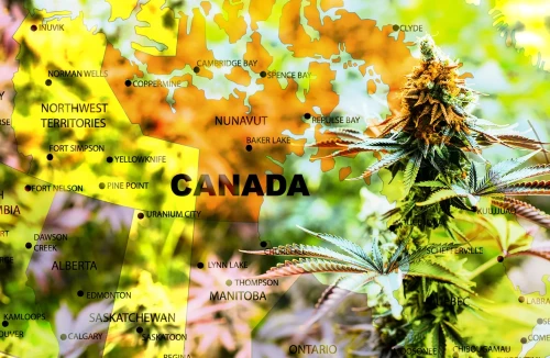 Top 5 Indica Dominant Hybrid Strains In Canada