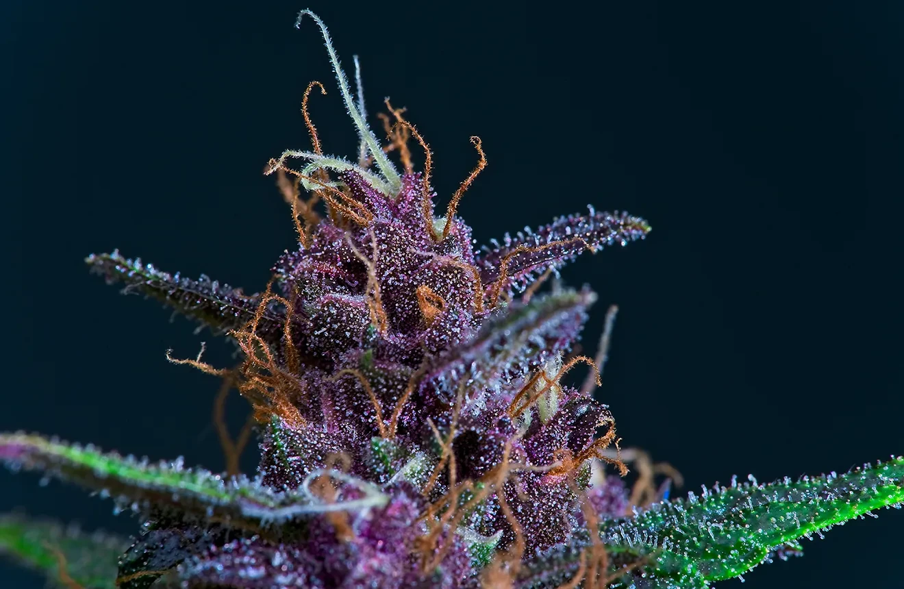 Top 5 Best Purple Weed Strains