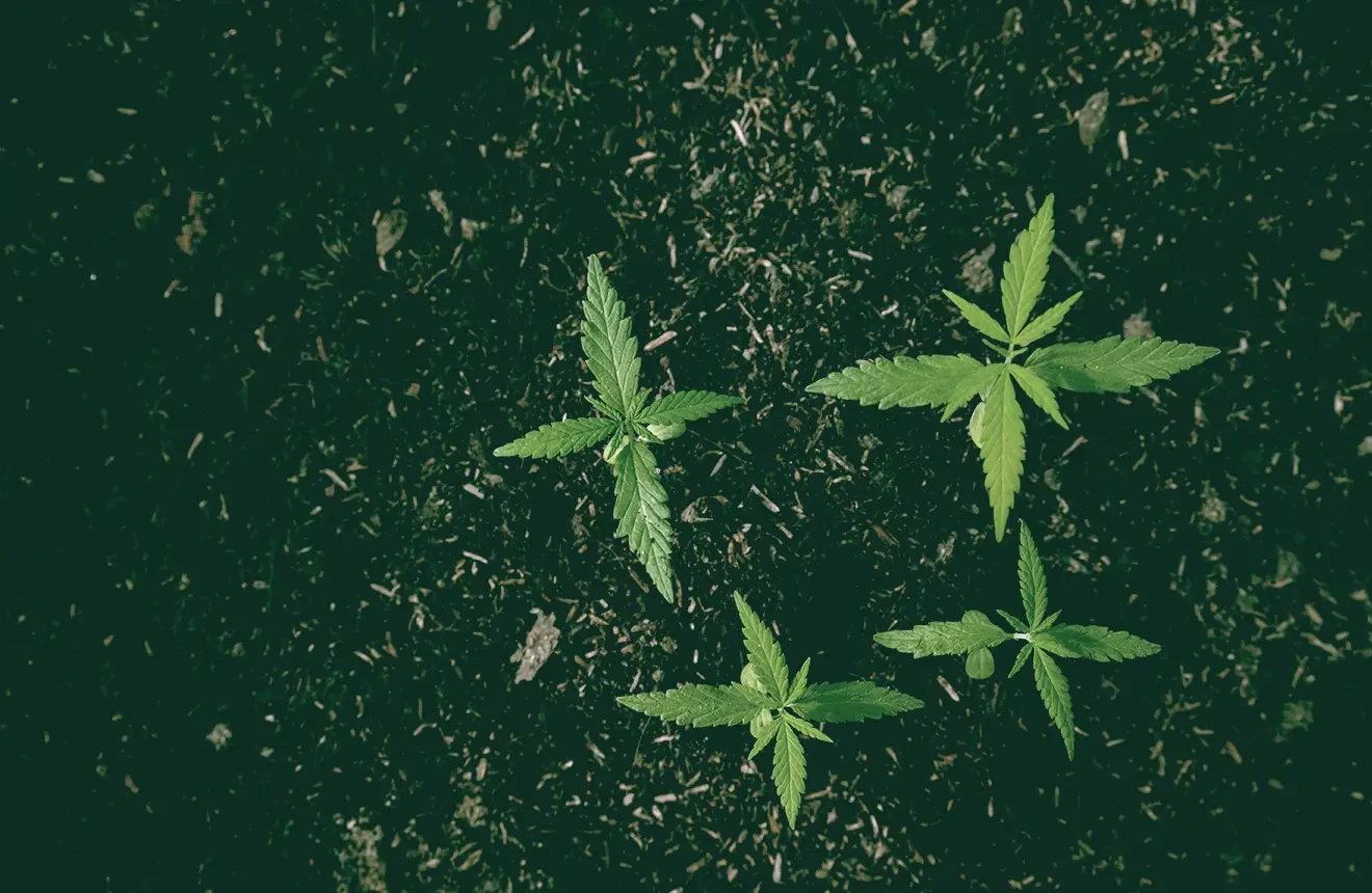 Was ist die beste Erde für Cannabis Anbau?