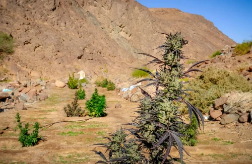 Best Weed Strains for Desert Climates ☀️ (Hot & Dry)