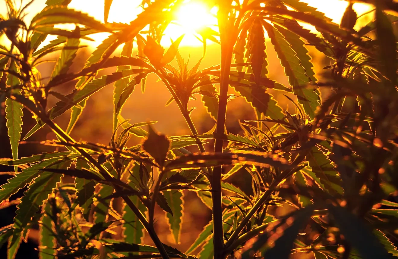 Cannabis plant basking under the Mediterranean sun