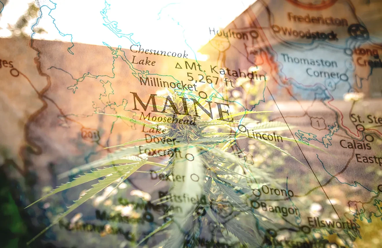 10 Best Strains To Grow in Maine (2023 Update)