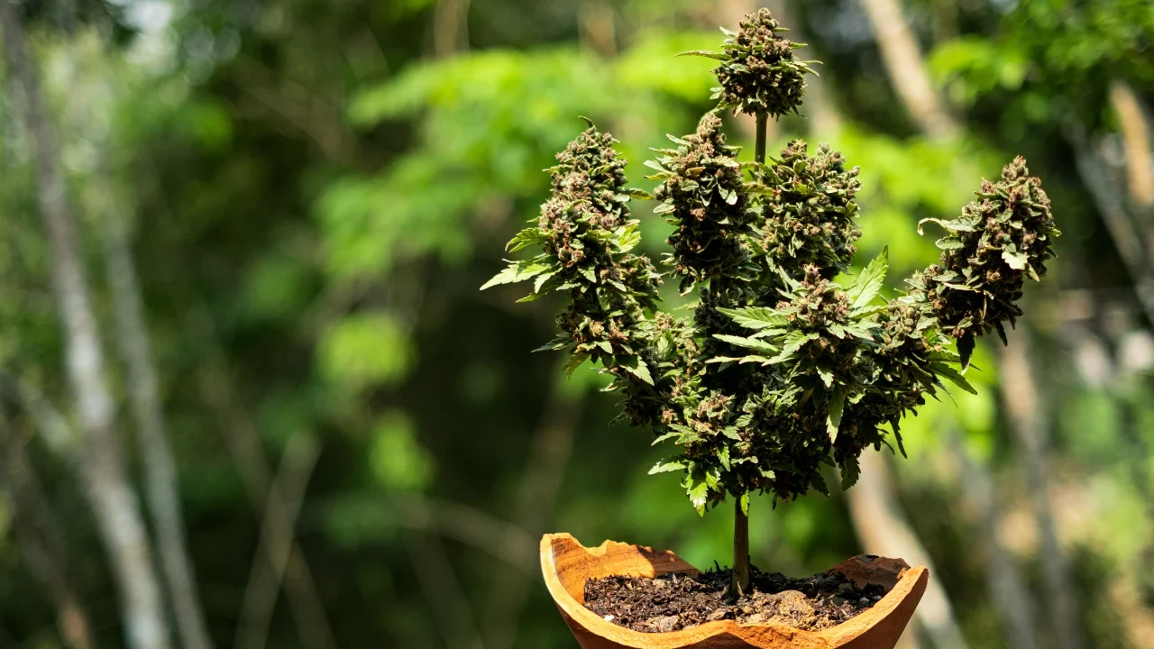 Choose short compact strains to grow the best bonsai-like cannabis plant