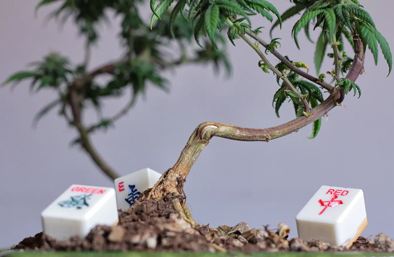 Bonsaï cannabique Guide : comment faire bonsai cannabis ?