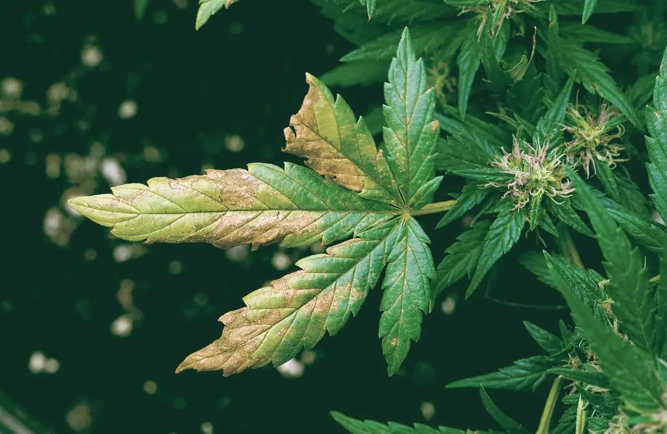 Cannabis-Nährstoffmängel: Symptome und Lösungen