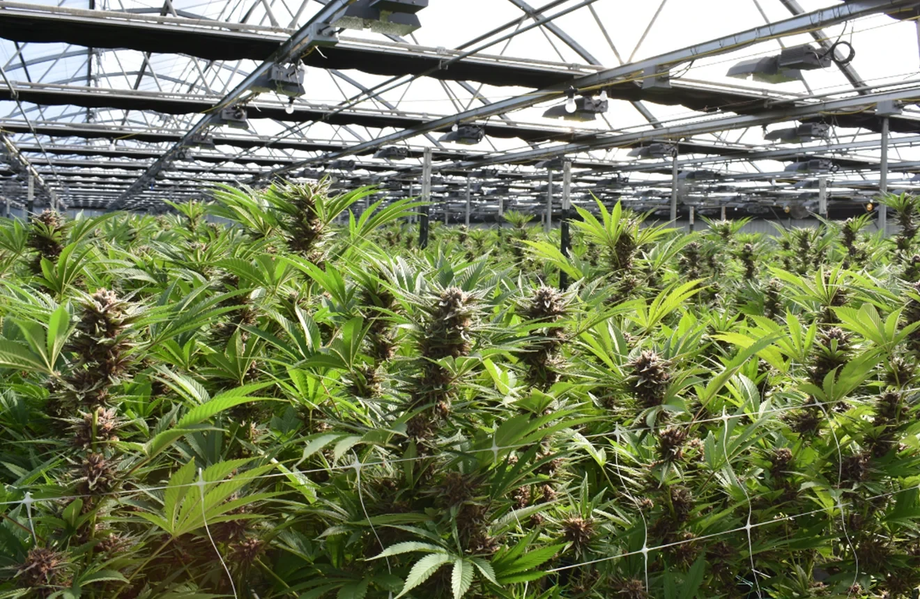Cannabis plants grown in greenhouse