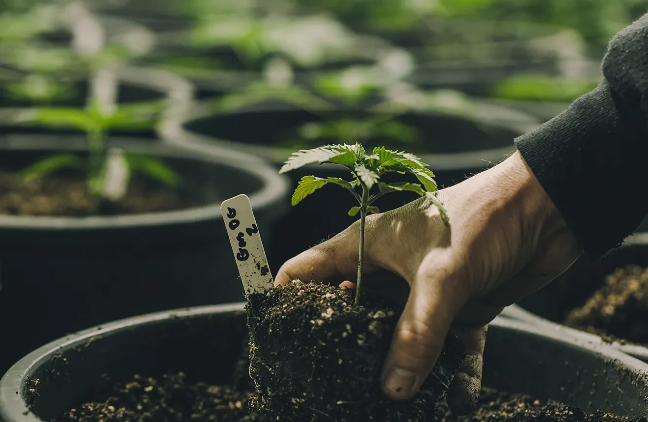 Welche Topfgröße ist für eine Cannabispflanze geeignet?