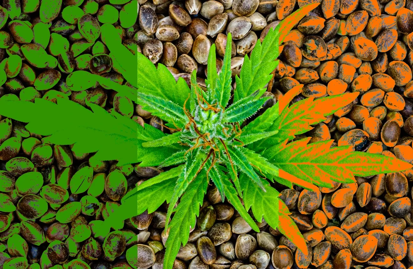 Cannabis Seeds Ireland Guide
