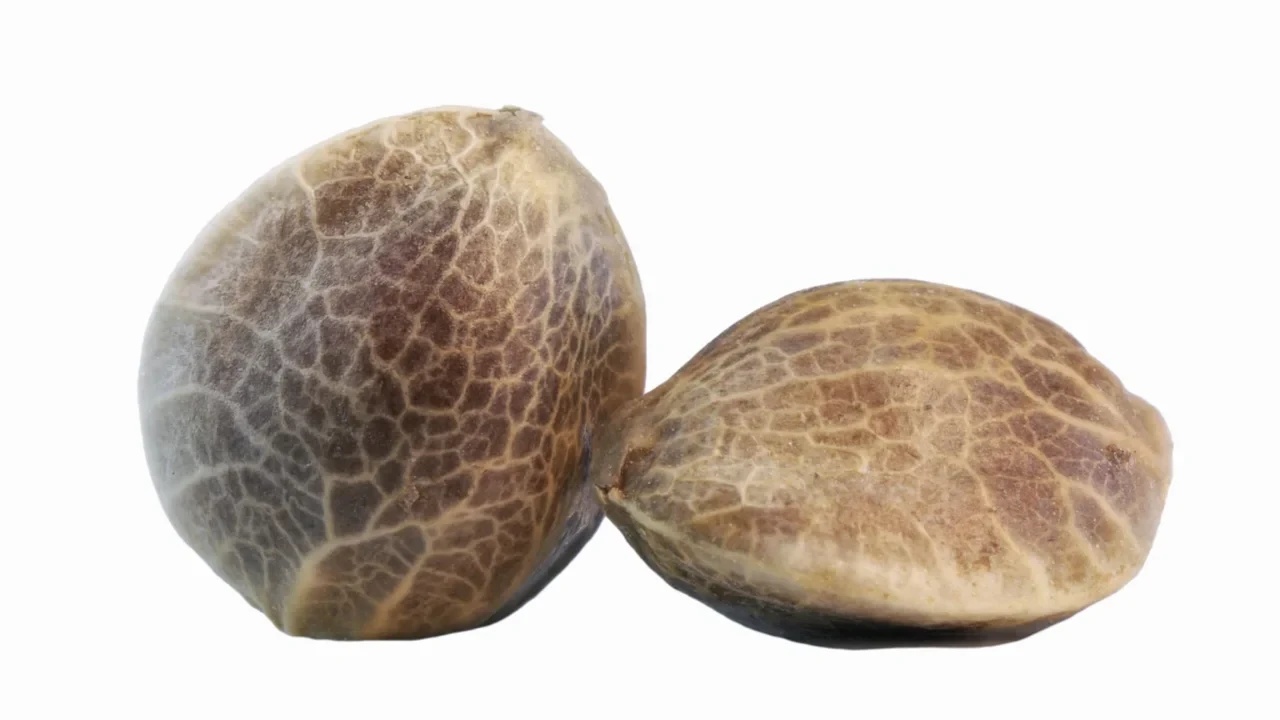 There is no way to distinguish male from female cannabis seeds prior to planting - their appearance and size do not indicate the plant that will grow