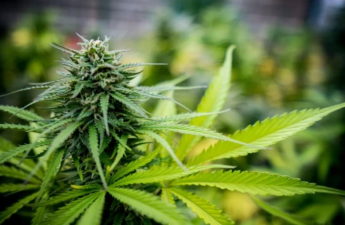 A closeup image of a Cannabis plant in it's flowering stage