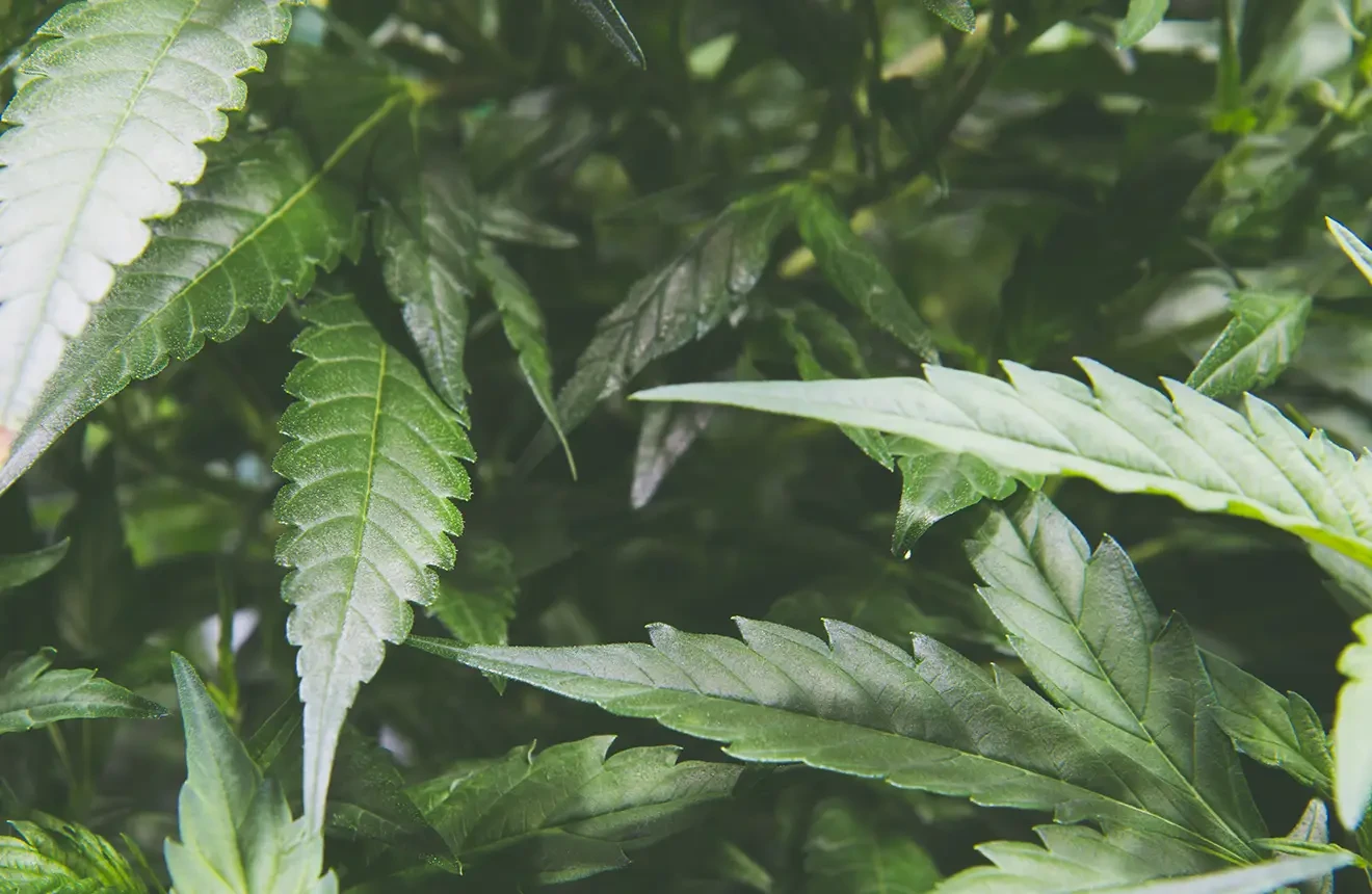 8 Reasons to Use a Marijuana Grow Tent