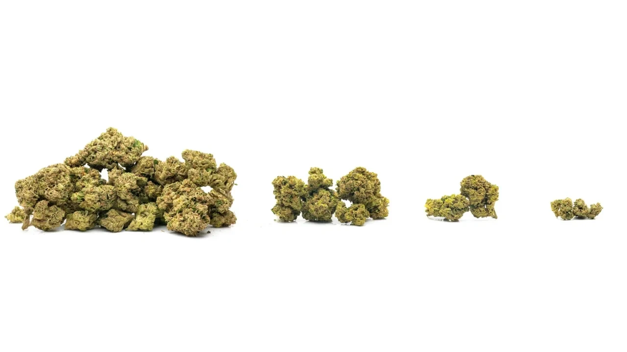 Indica strains tend to produce thicker, denser nugs with more resin as they originate from colder, drier regions and have adapted with a faster life cycle and tighter structure