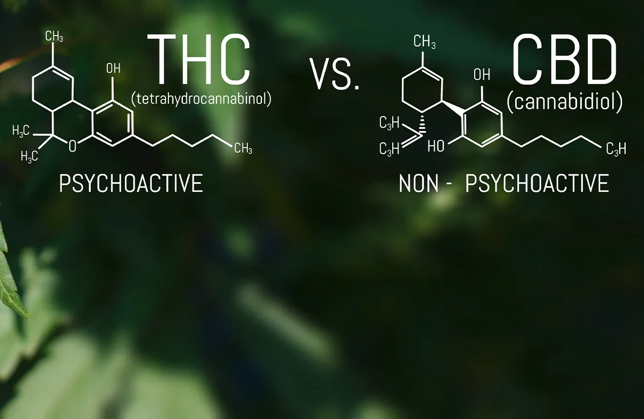 CBD vs THC - Difference Between CBD and THC Explained