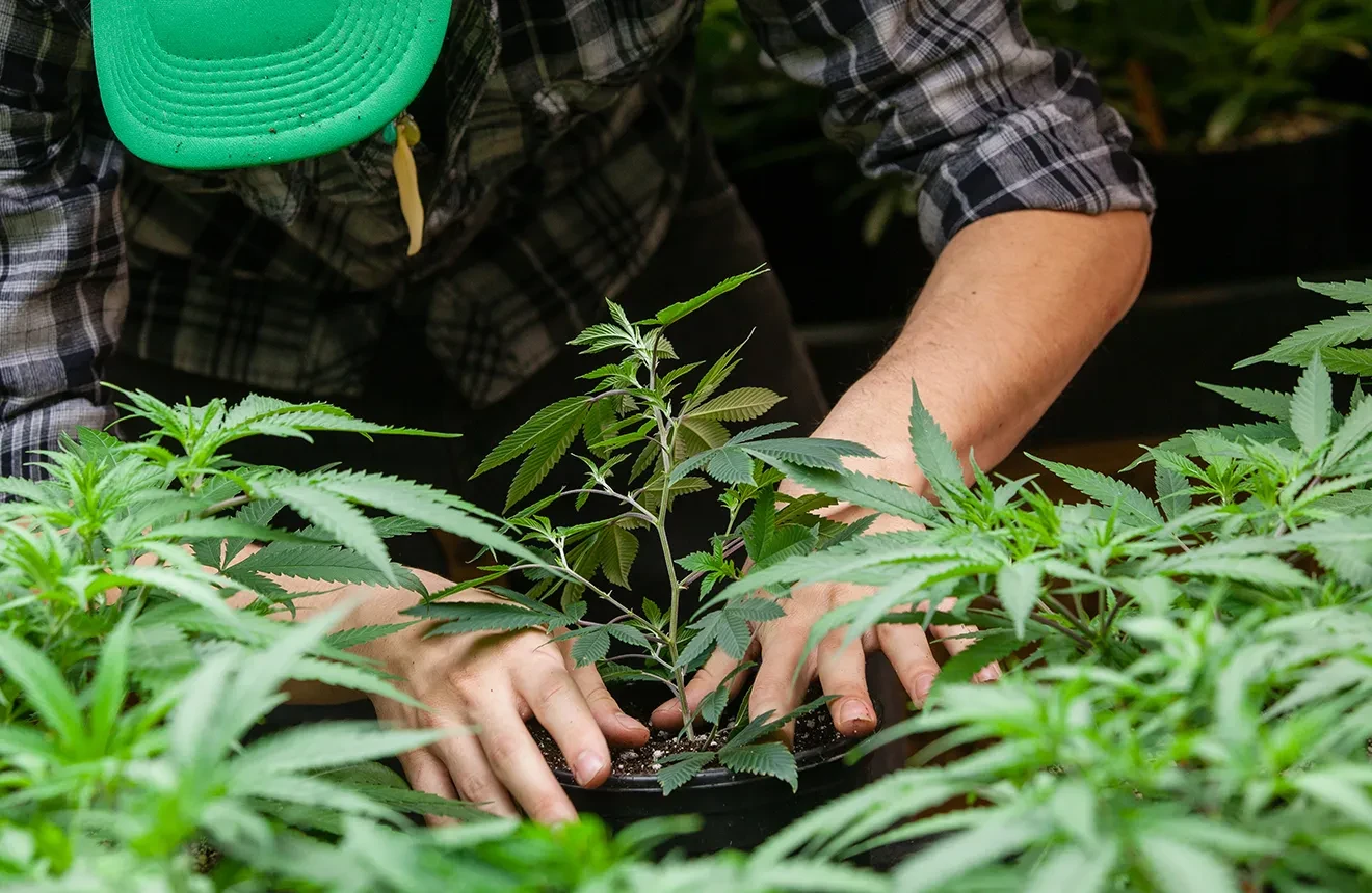 Die einfachsten Cannabis-Sorten zum Anbauen top 5