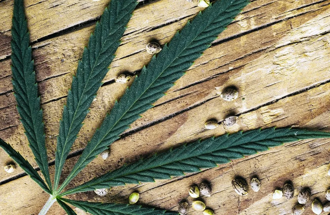 Cannabis-Samen bestellen mit guter Erfahrung