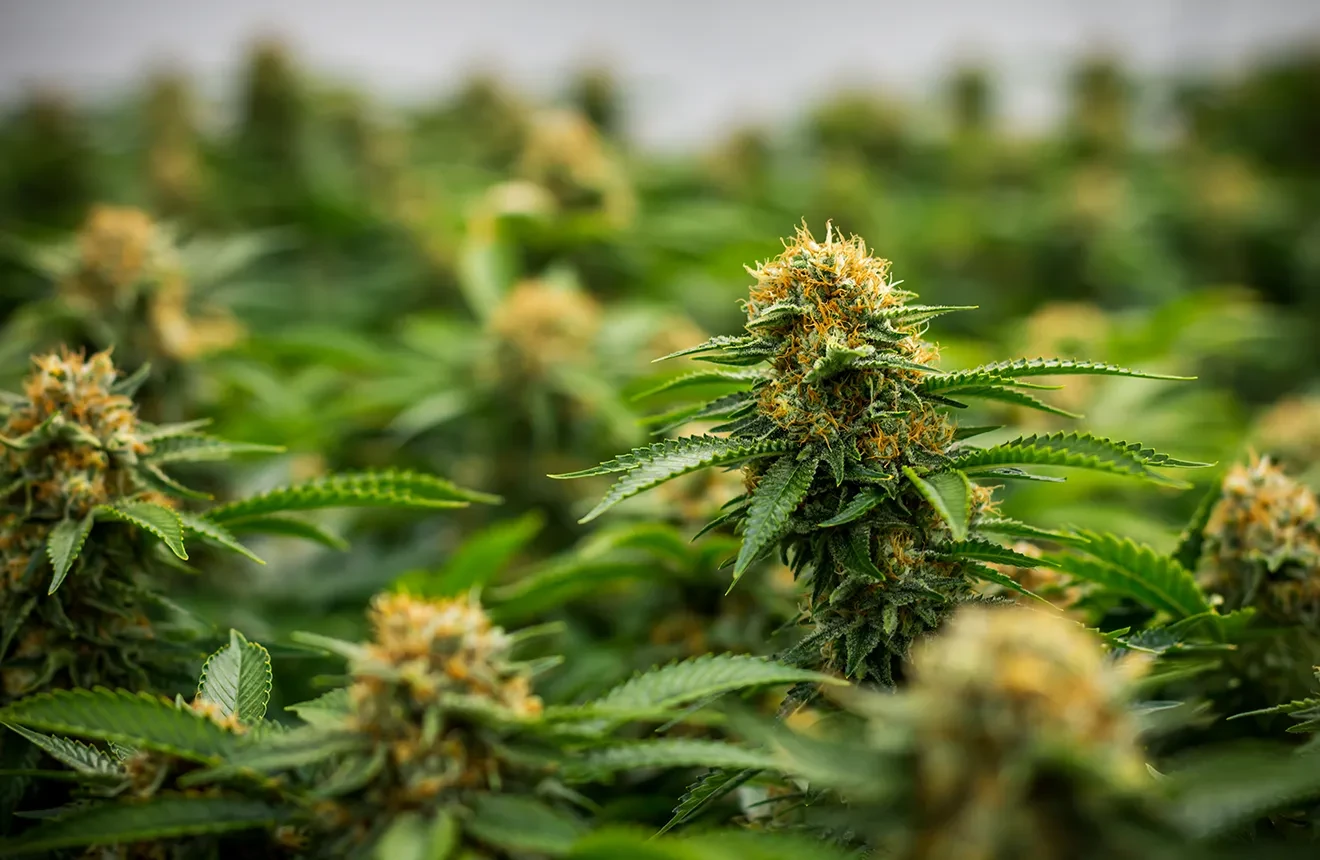 5 Fastest Growing Cannabis Strains⚡ (2023 Update)
