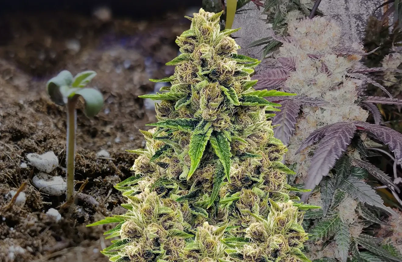 Godfather OG Feminized Grow Diary