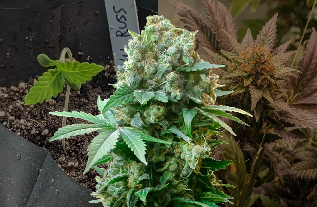 White Russian Grow Diary week by week