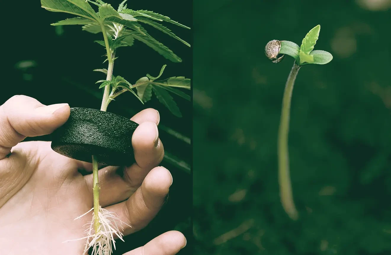Seeds vs Clones: is growing weed from seeds better?