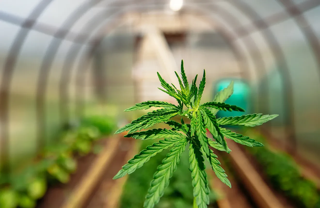 Cannabis im Gewächshaus anbauen: Hier ist was du wissen musst
