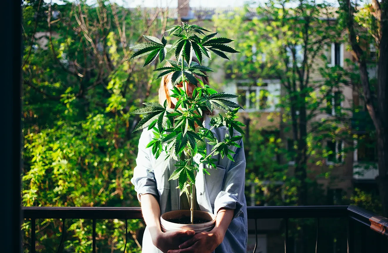 Growing Weed in an Apartment - 5 Tips