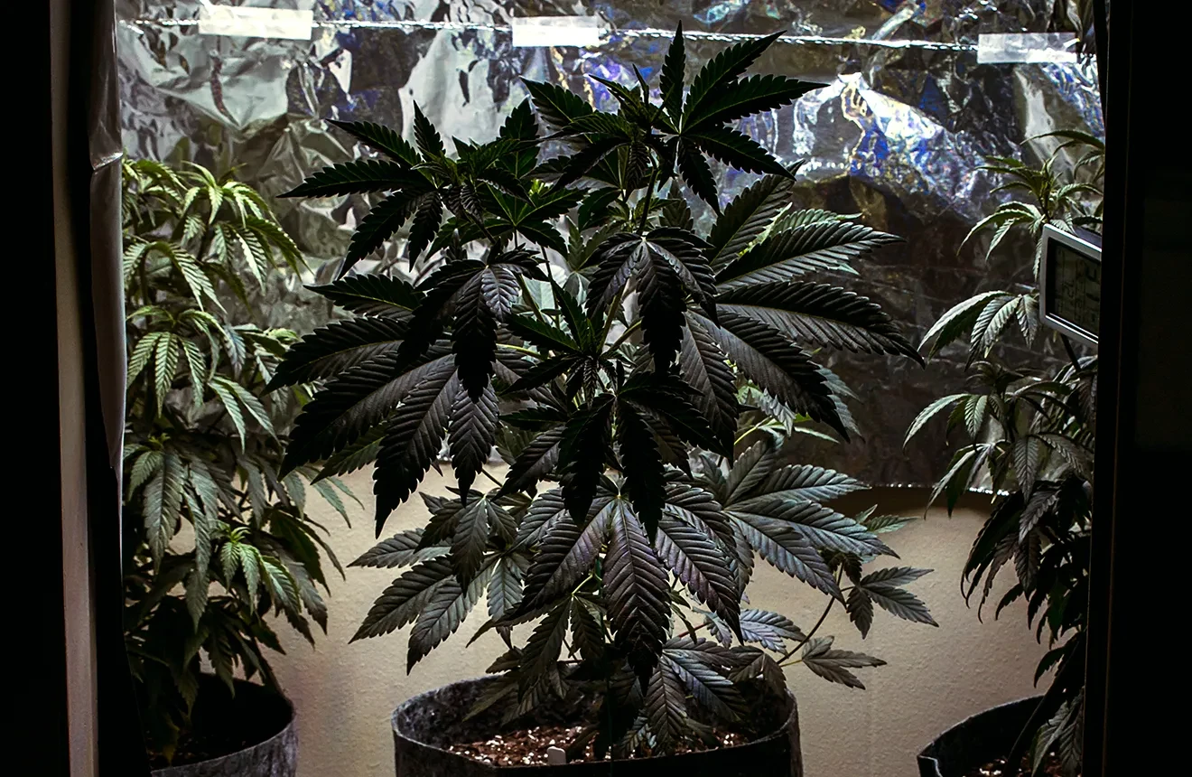 https://weedseedsexpress.com/images/posts/original/growing-weed-in-closet.webp