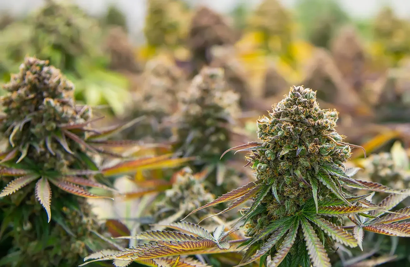 Guide du débutant : comment cultiver du cannabis en intérieur ?