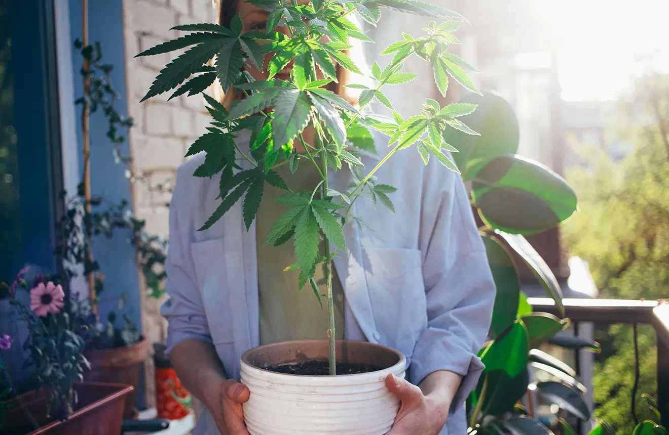 Cannabis auf dem Balkon anbauen - 5 Tipps