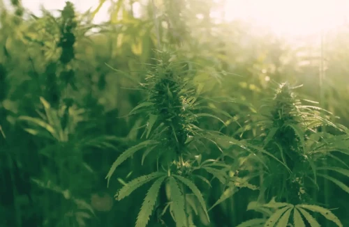 O Cannabis: How To Grow Your Own Weed Outside