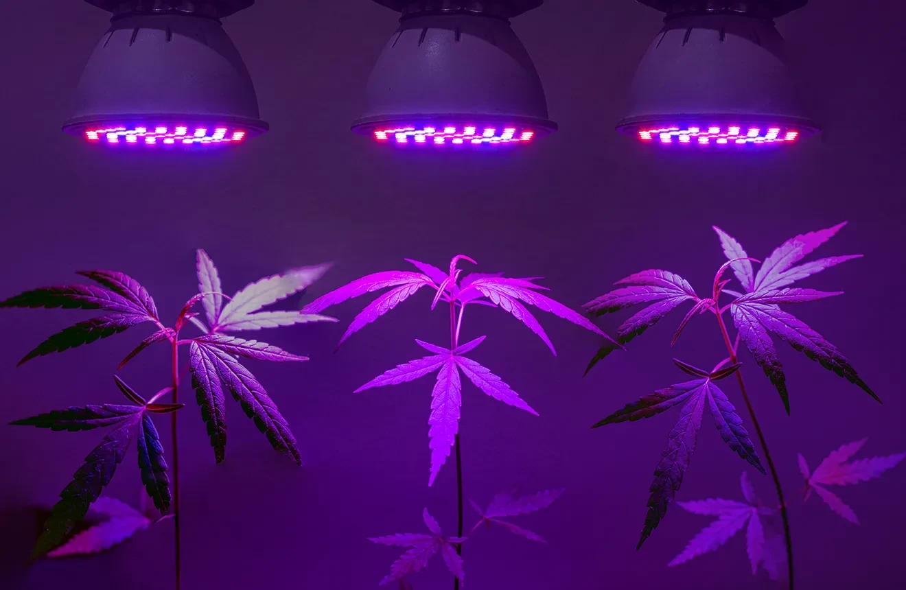 Growing Weed with LED Lights Guide