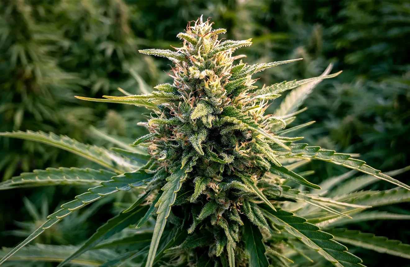 A CBD Cannabis plant with high yields