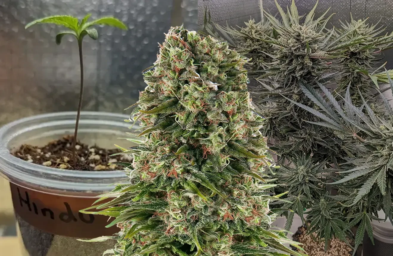 Hindu Kush Feminized Grow Diary