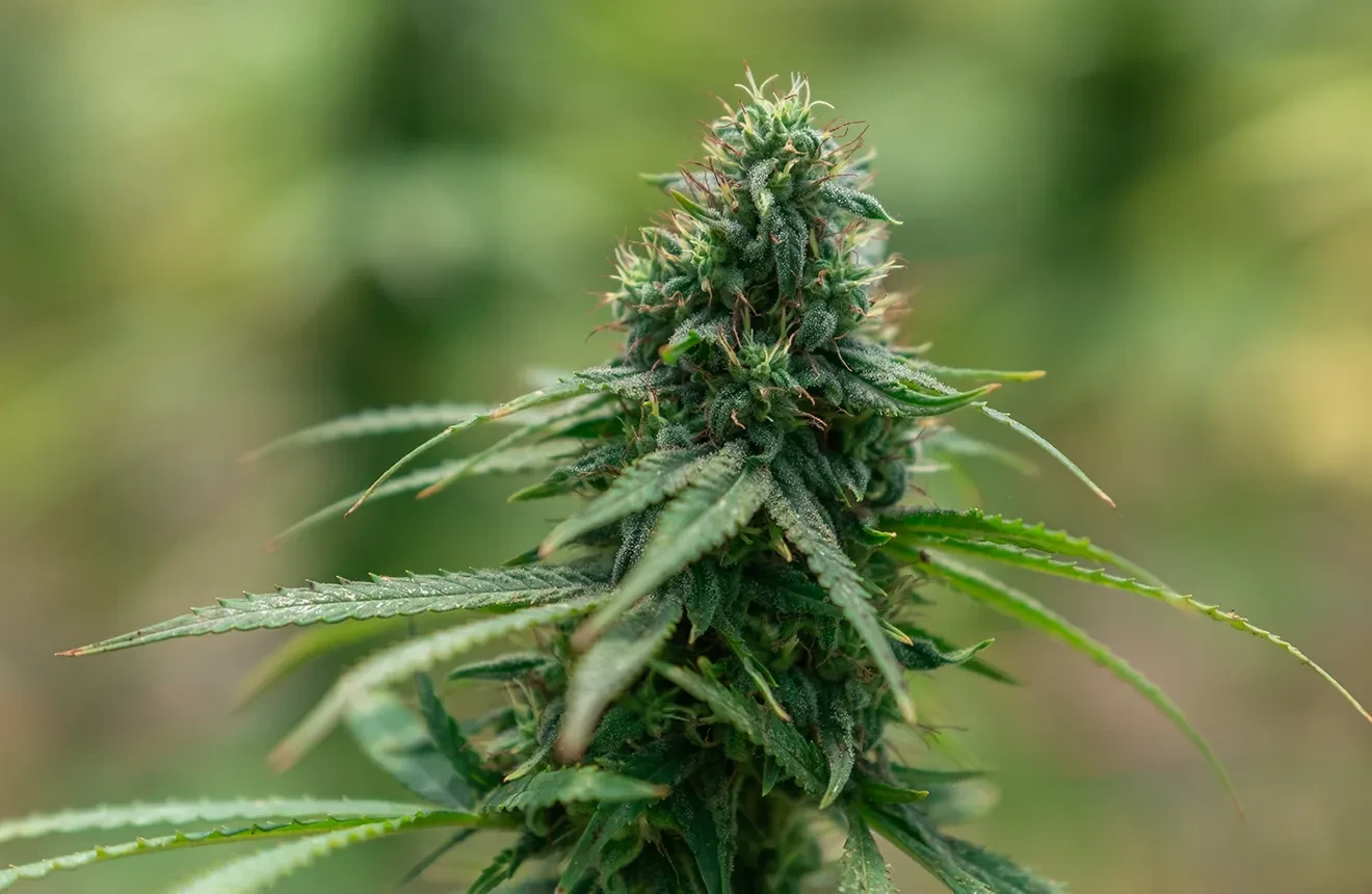 Wie lange dauert ein Cannabis Anbau?