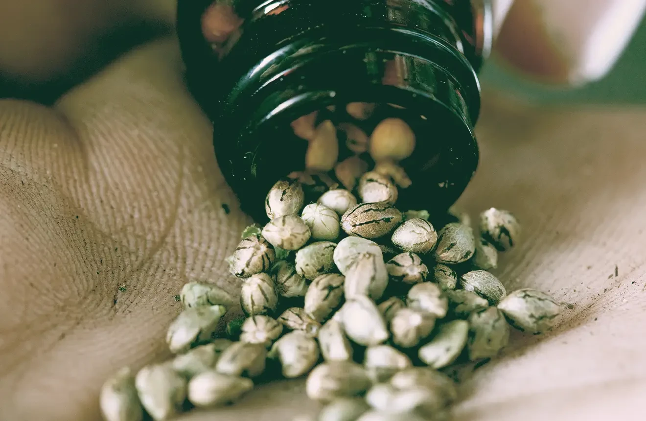 Wie viele Cannabis Samen braucht man für eine pflanze?