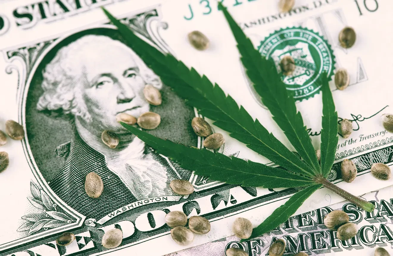 Was kosten Cannabis Samen?