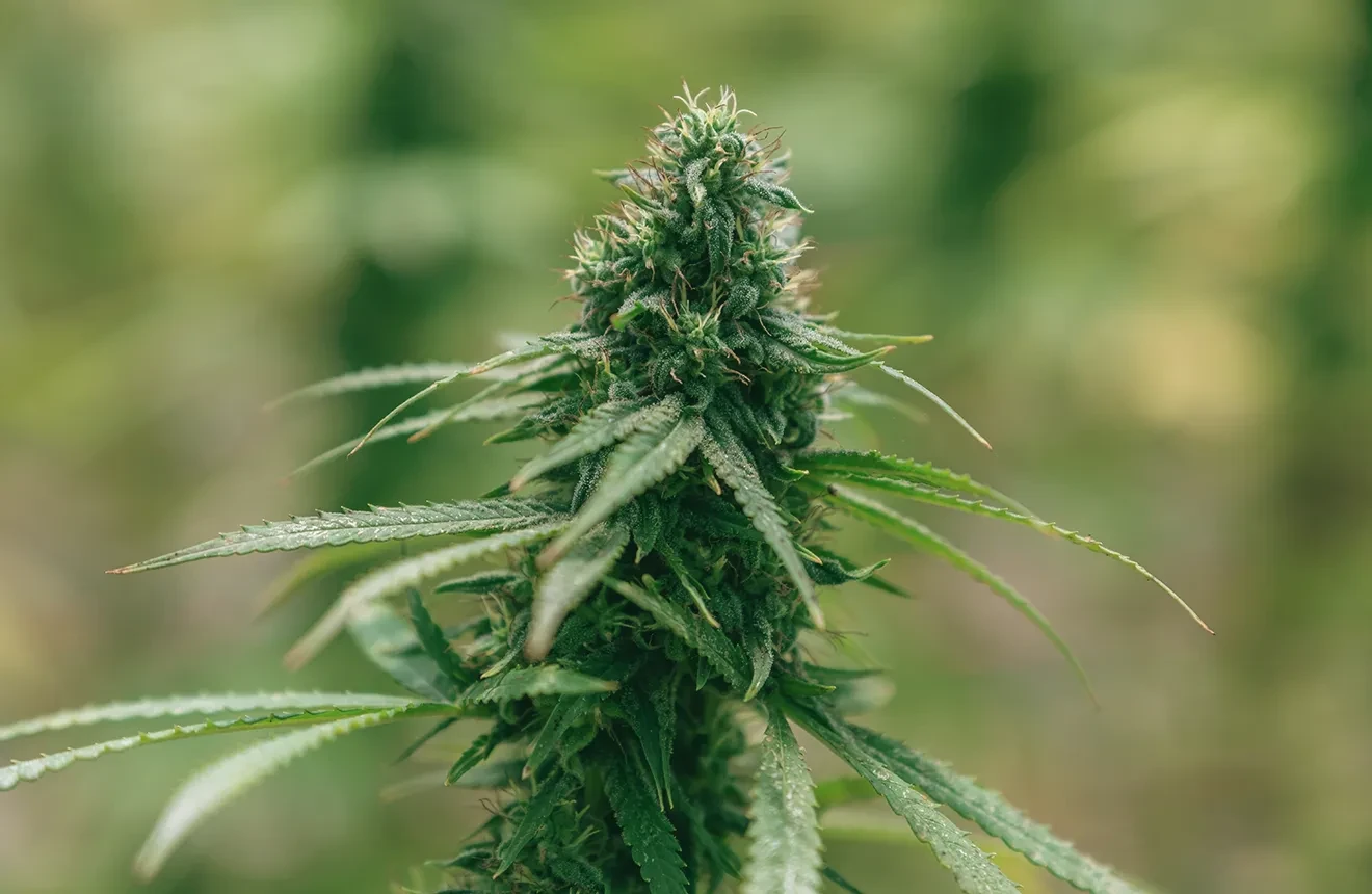 Combien de grammes par plante de cannabis