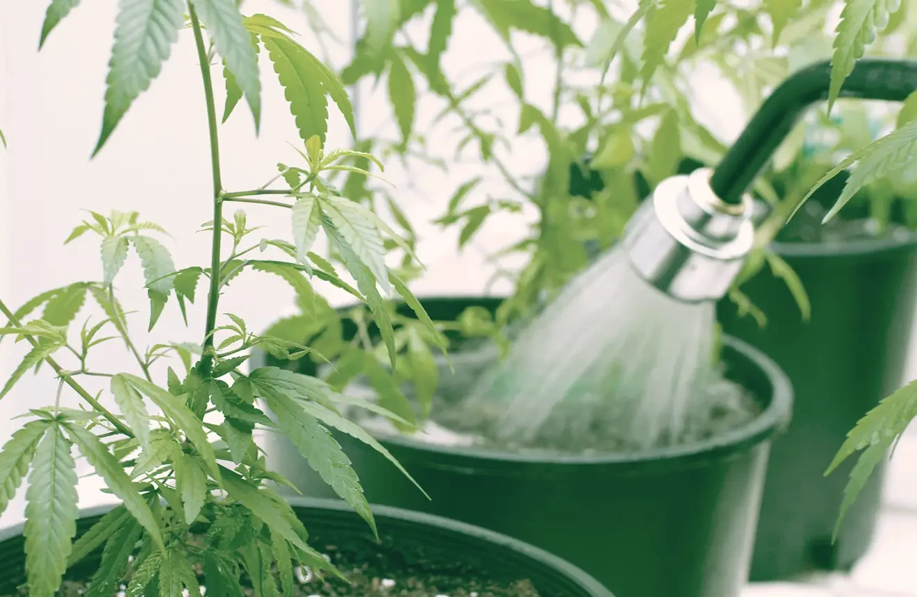 Wie oft soll ich meine Cannabis Pflanze gießen?