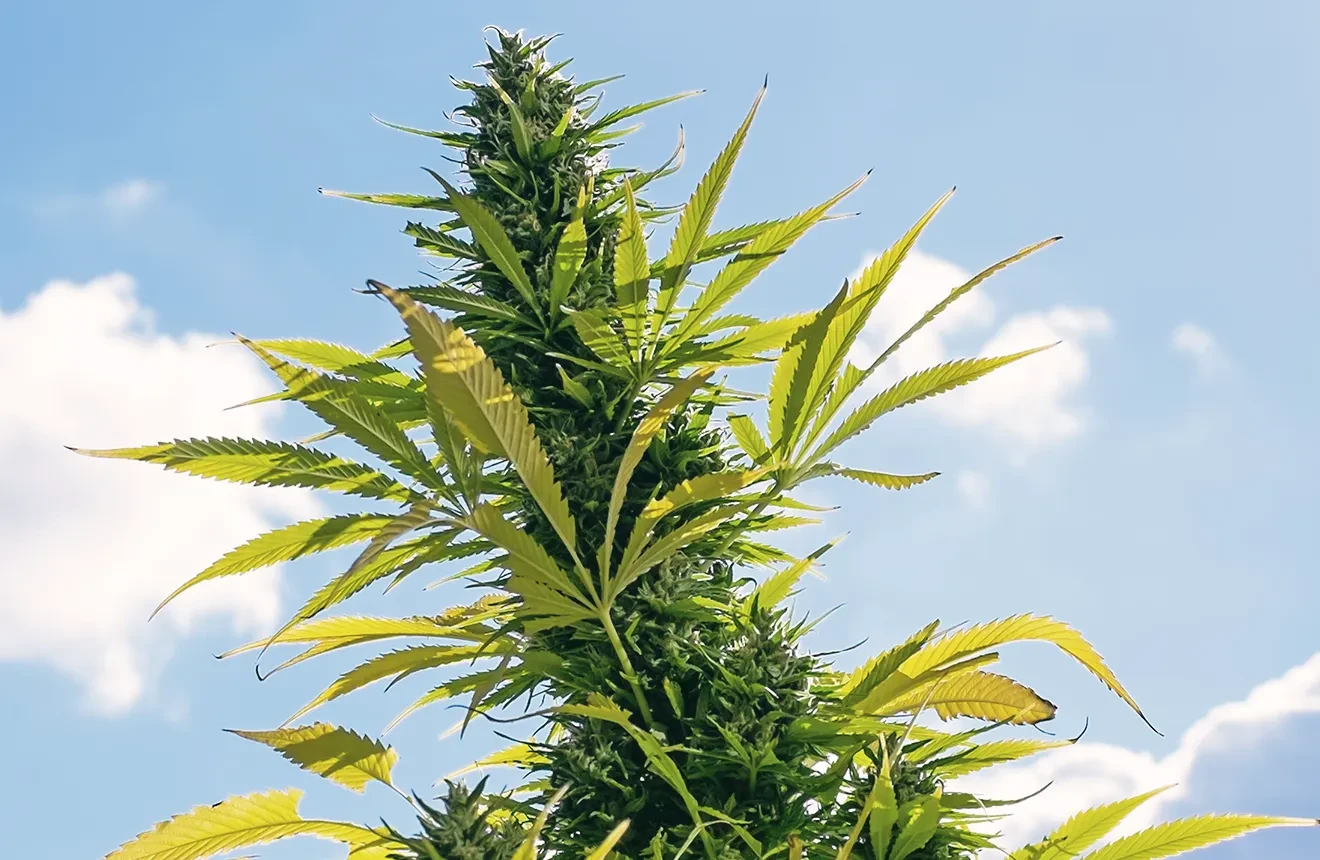 How tall does a weed plant grow?