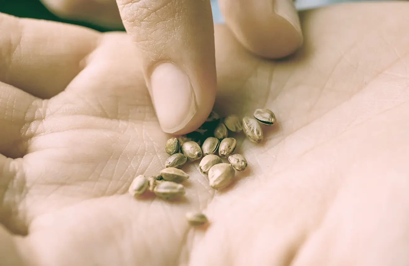 How To Buy Weed Seeds Safely in 2023